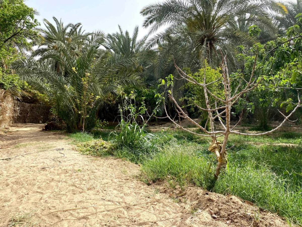 Forest Camp Siwa - كامب الغابة Szíva-oázis Kültér fotó