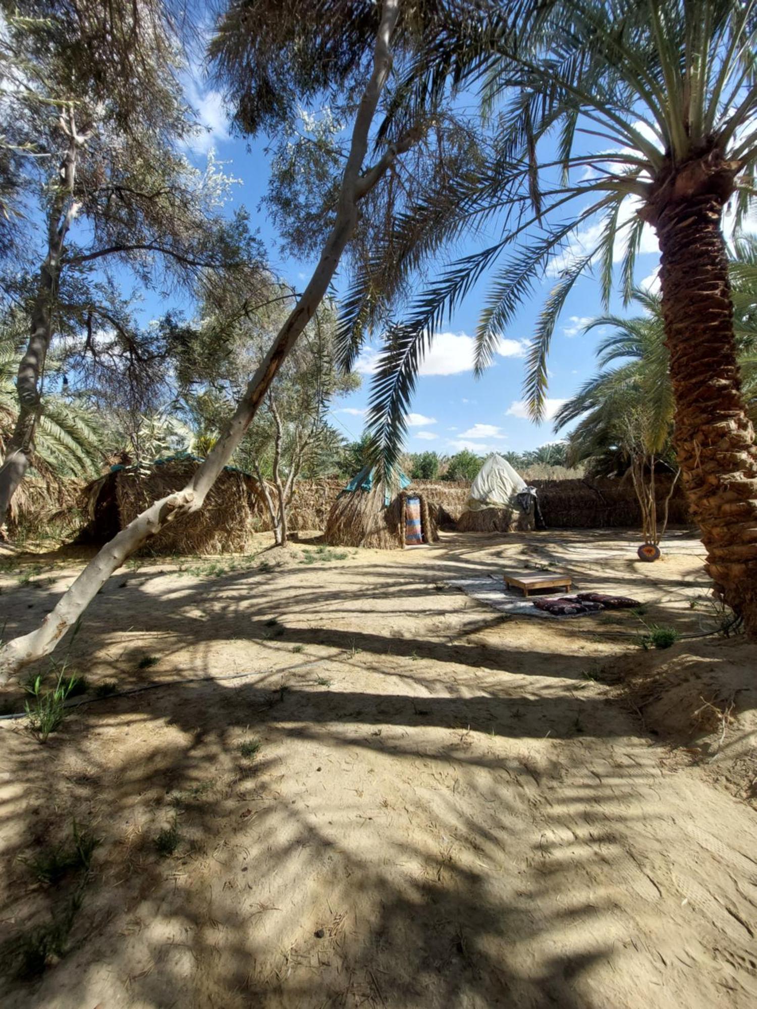 Forest Camp Siwa - كامب الغابة Szíva-oázis Kültér fotó