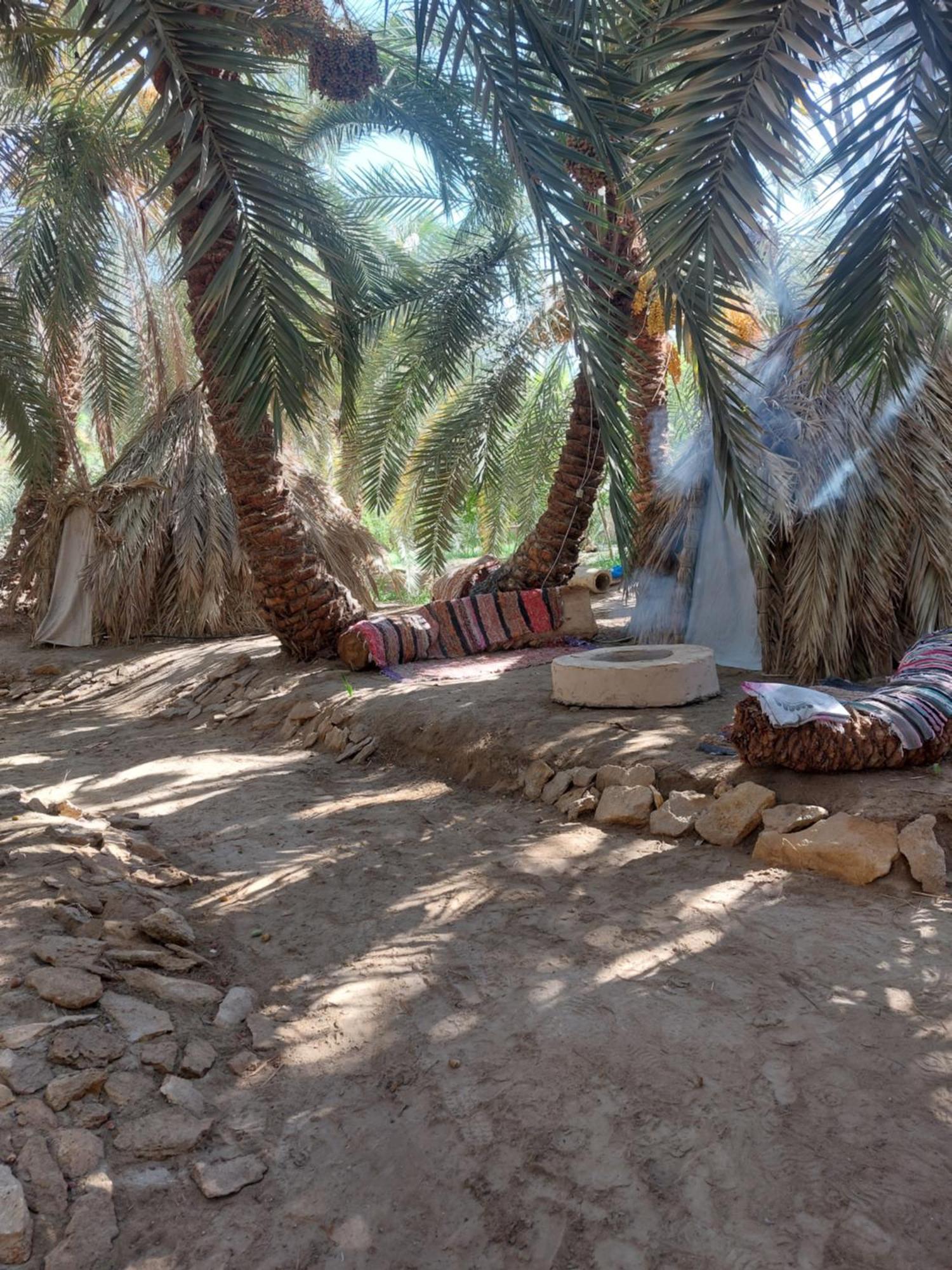 Forest Camp Siwa - كامب الغابة Szíva-oázis Kültér fotó