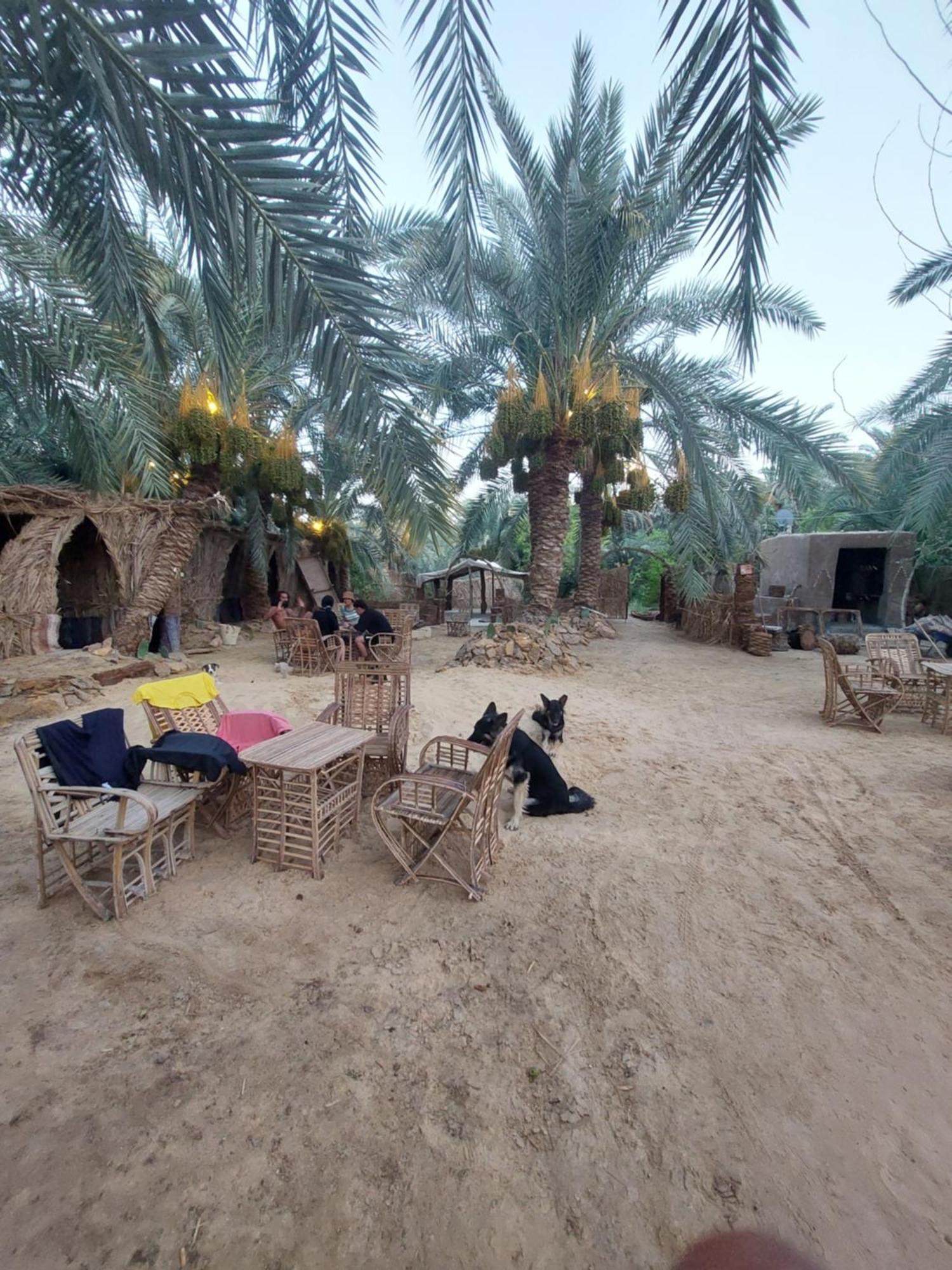 Forest Camp Siwa - كامب الغابة Szíva-oázis Kültér fotó